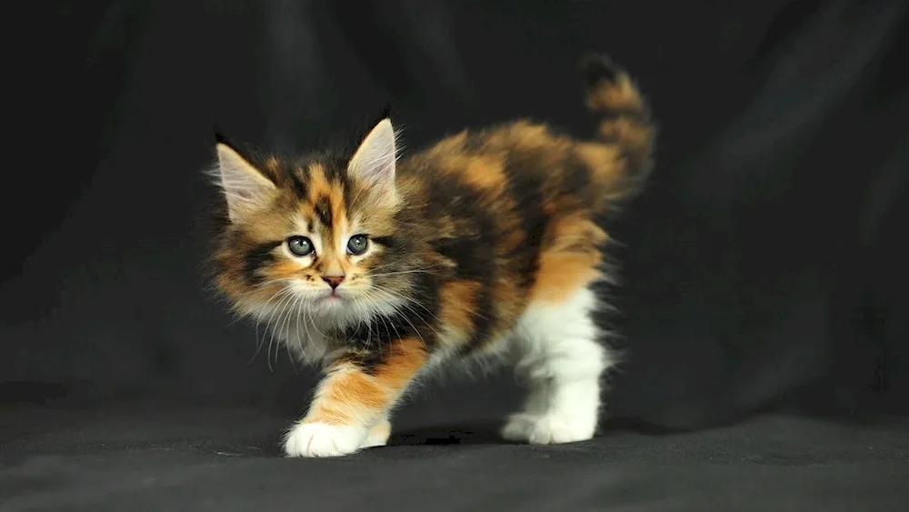 Maine coon cat