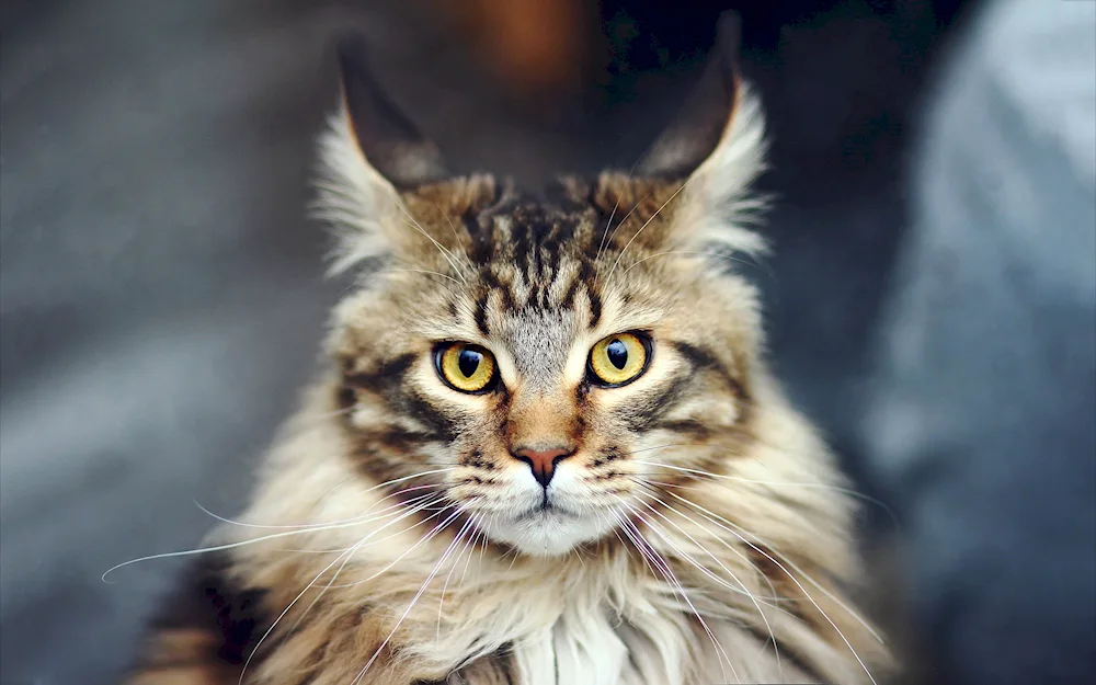 Maine coon lobster