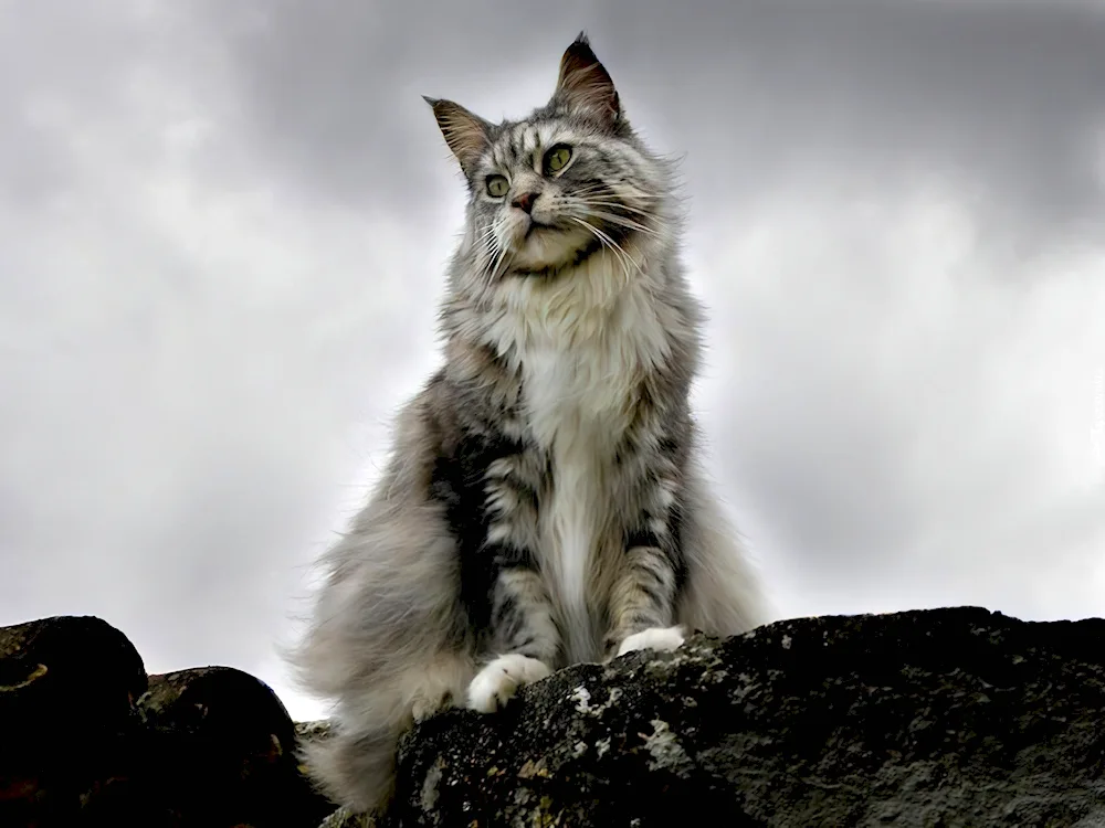 Maine coon lobster