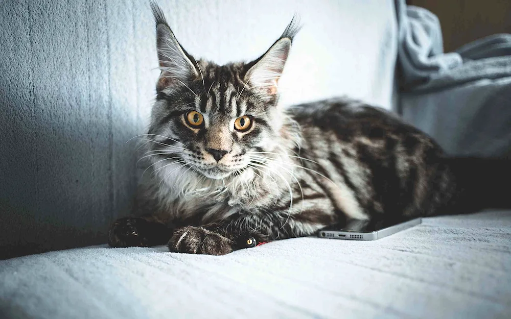 Maine coon lobster