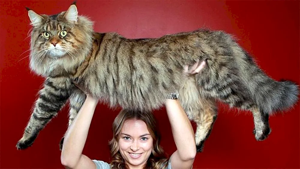 Siberian Maine Coon ginger