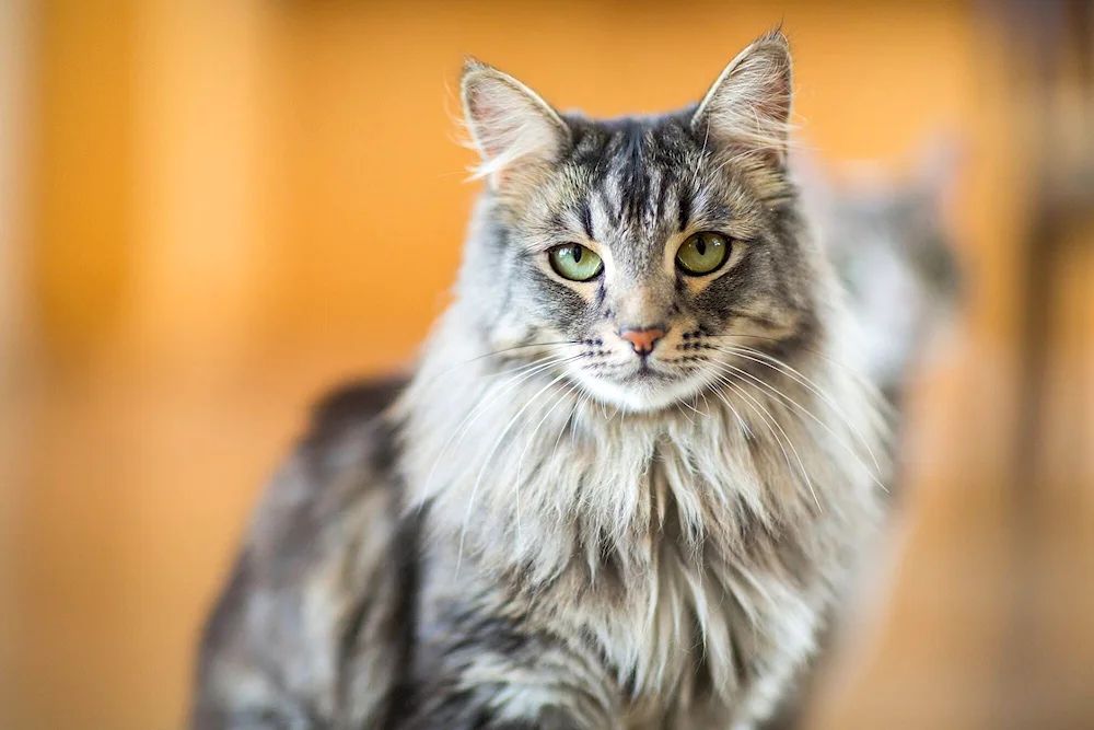 Siberian longhaired cat