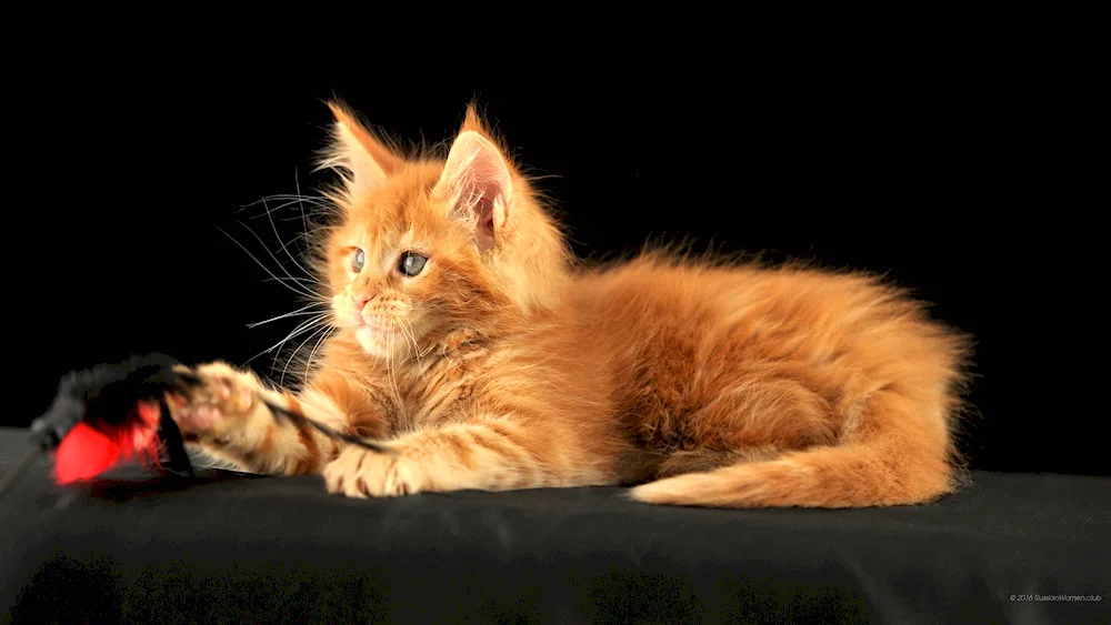 Maine Coon