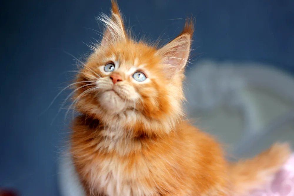 Maine Coon Ginger