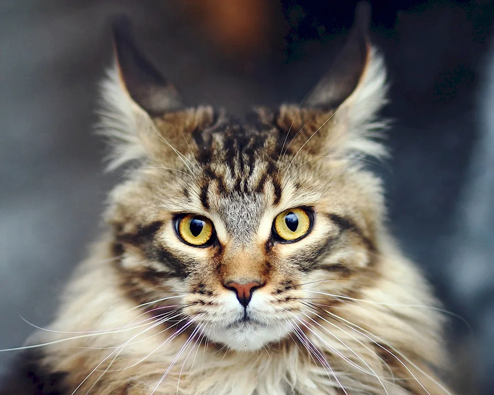 Main Coon cat breed