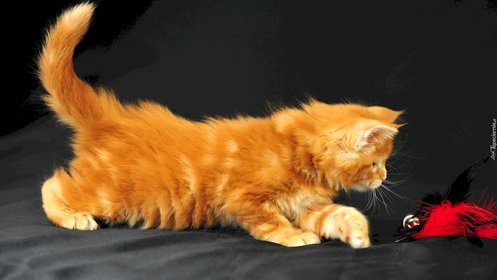 Maine Coon