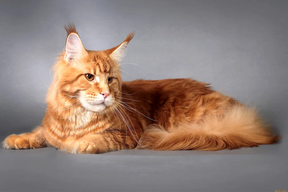 Maine Coon ginger