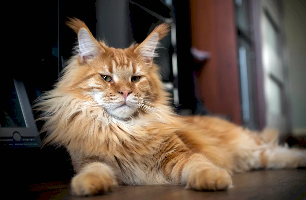 Maine Coon peachy