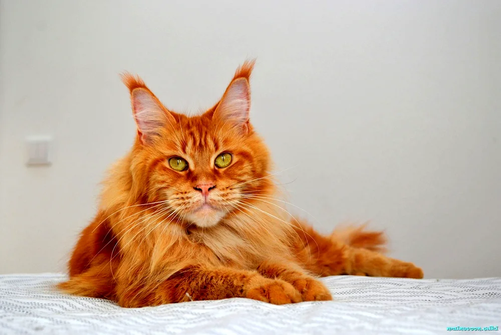 Maine Coon ginger cat