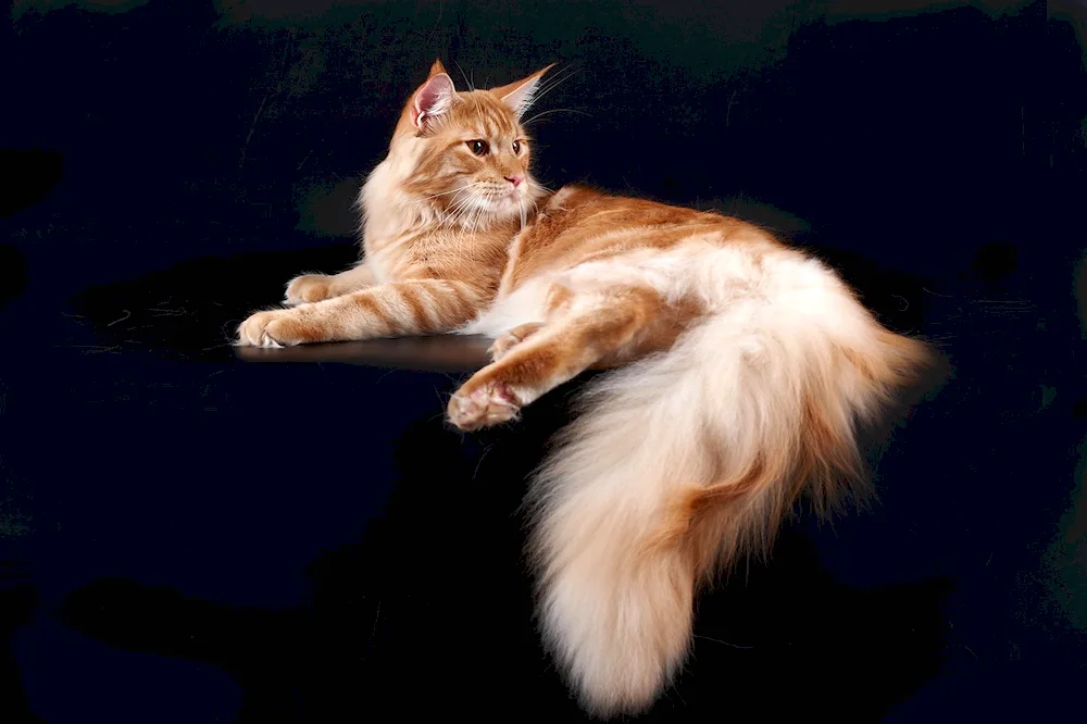 Maine Coon