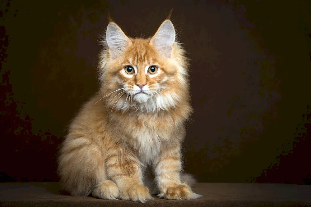 Maine Coon