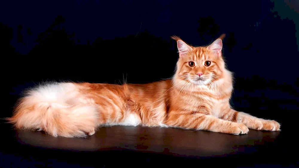 Maine Coon ginger kitten