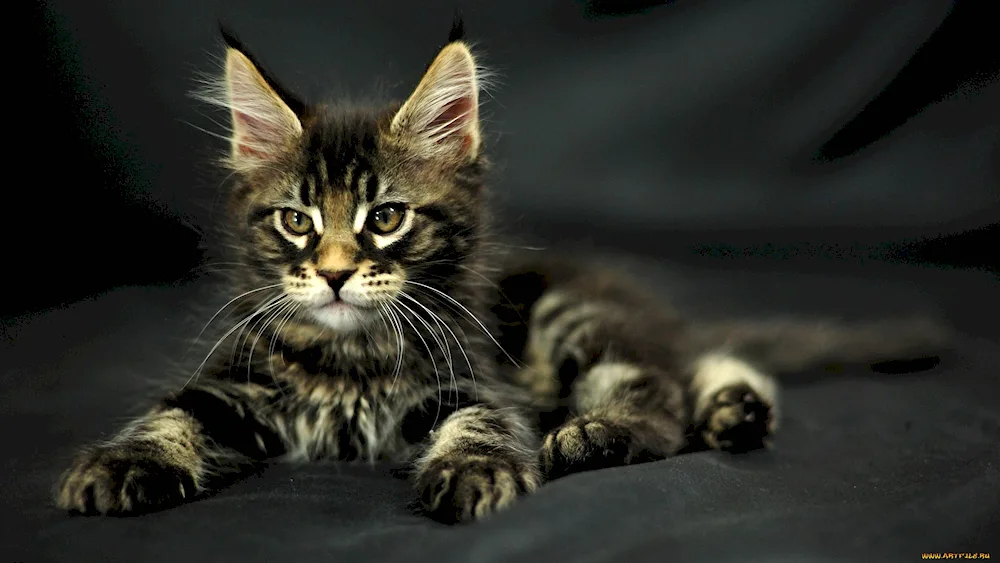 Maine Coon