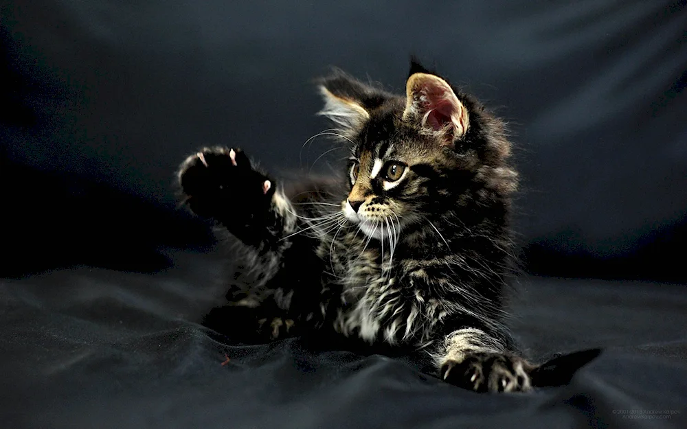 Maine Coon