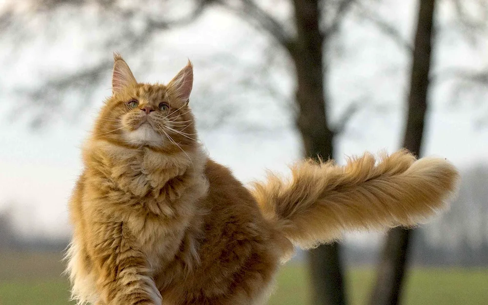 Maine Coon