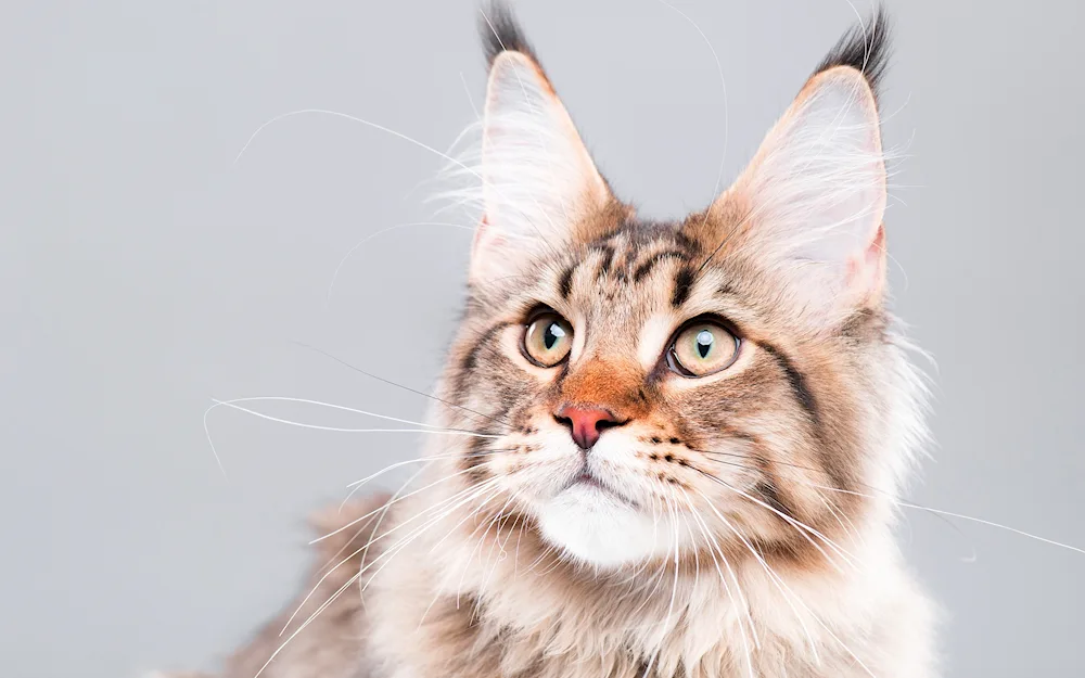 Maine Coon