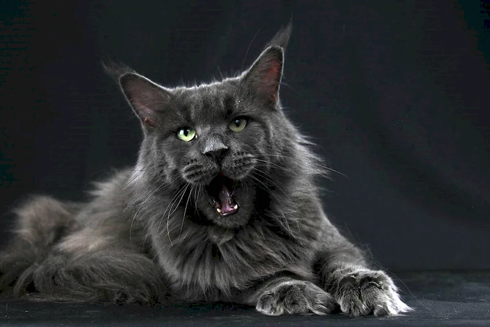 Maine Coon