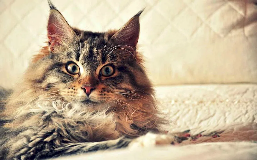 Maine Coon. coon