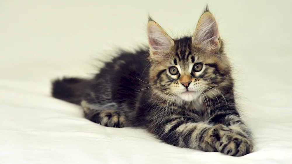 Maine Coon