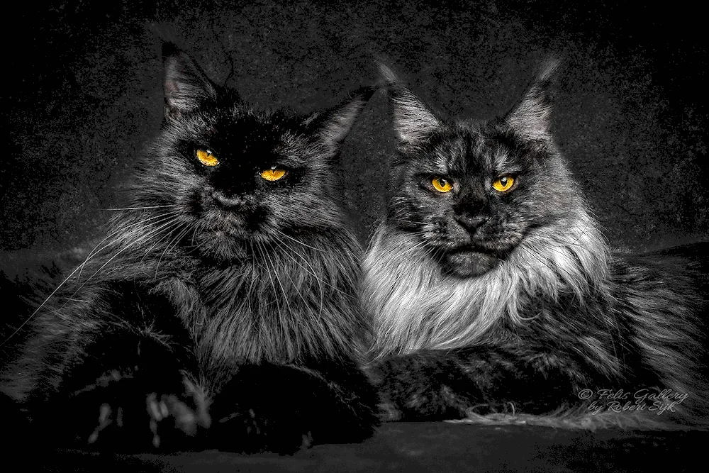 Maine Coon