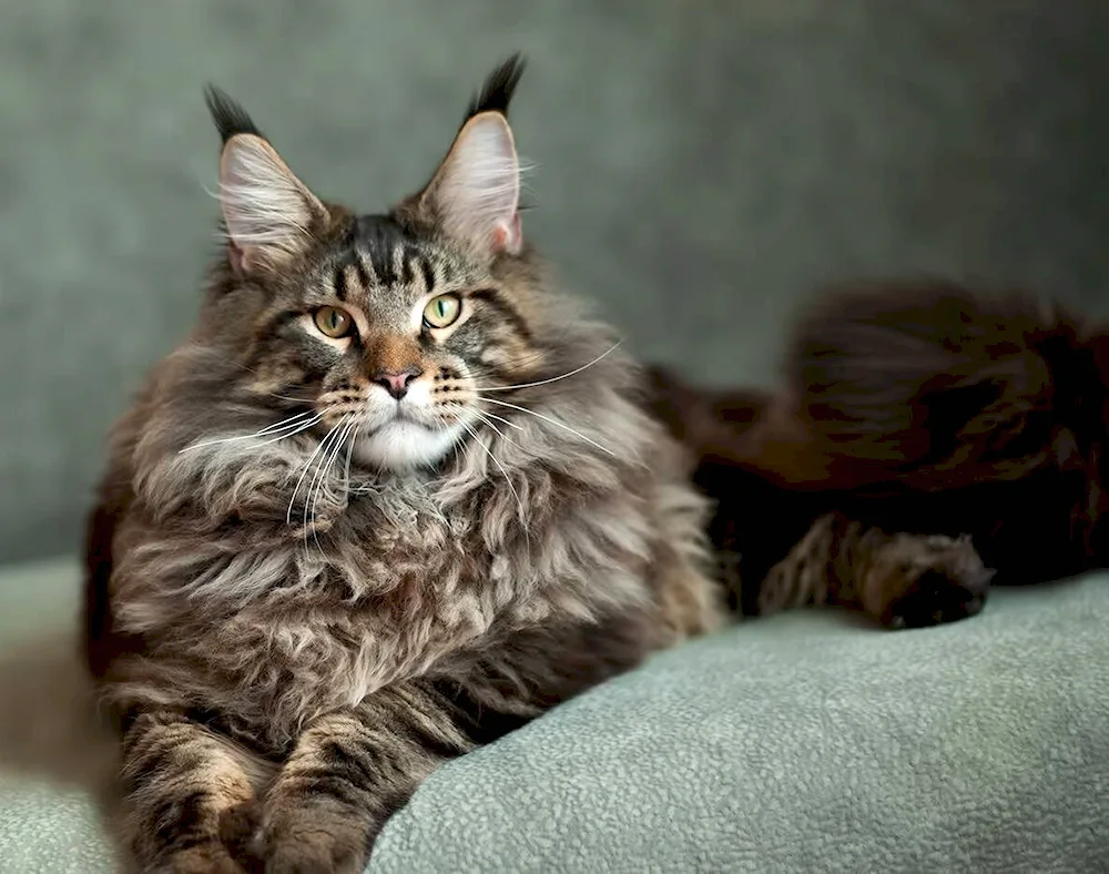 Maine Coon