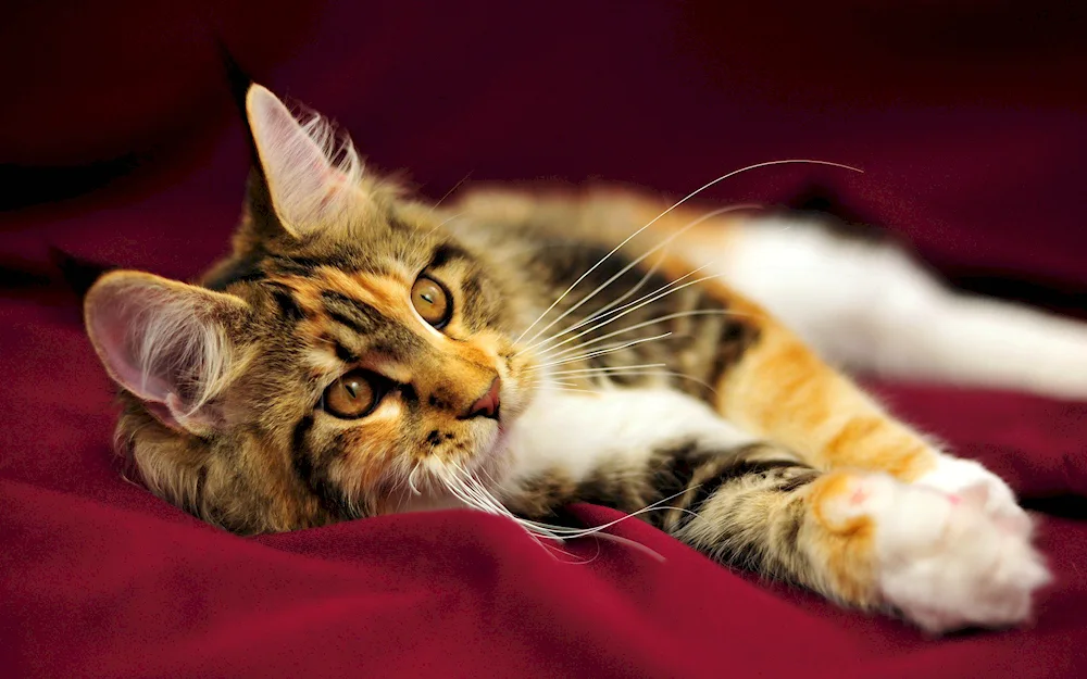 Siberian Calico cat