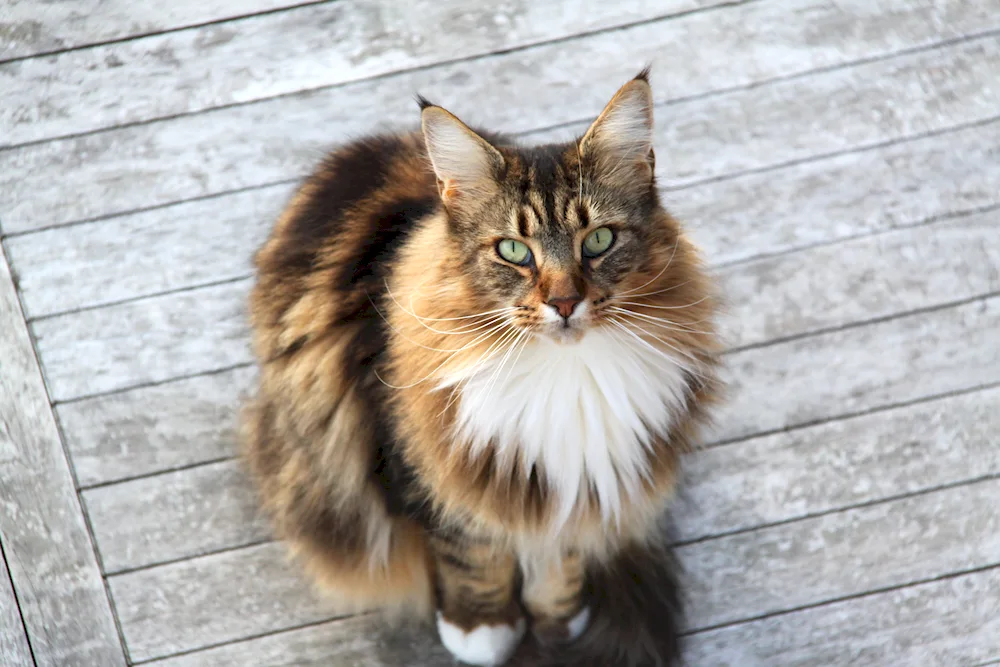 Norwegian Woodland tortoiseshell cat