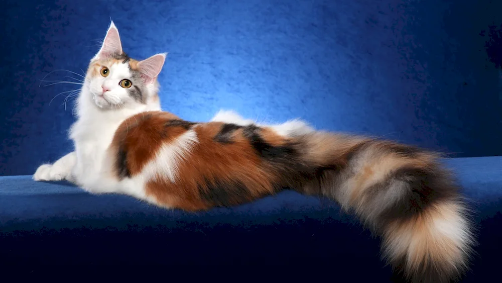 Maine Coon Calico cat