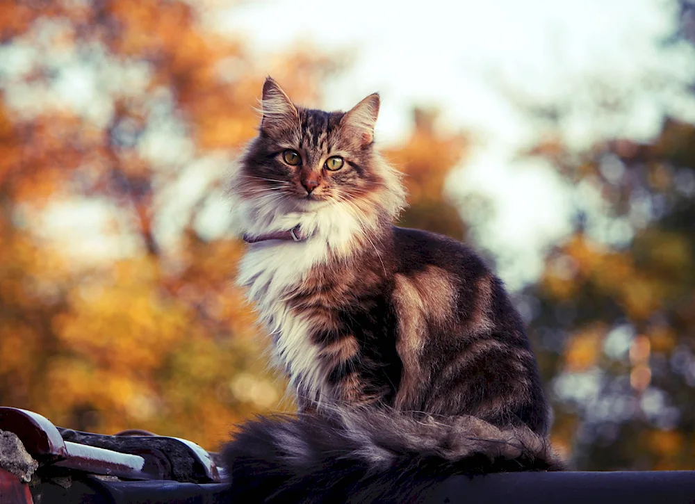 Maine Coon cat