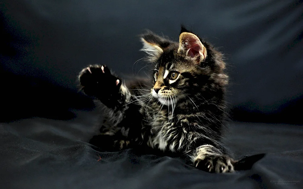 Maine Coon black