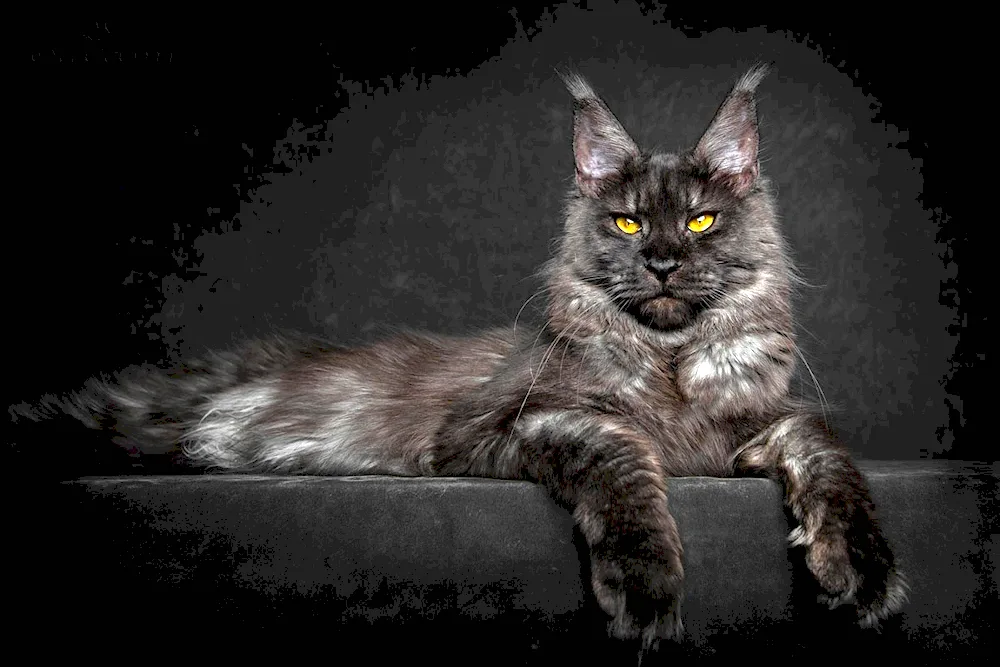 Maine Coon black. coon