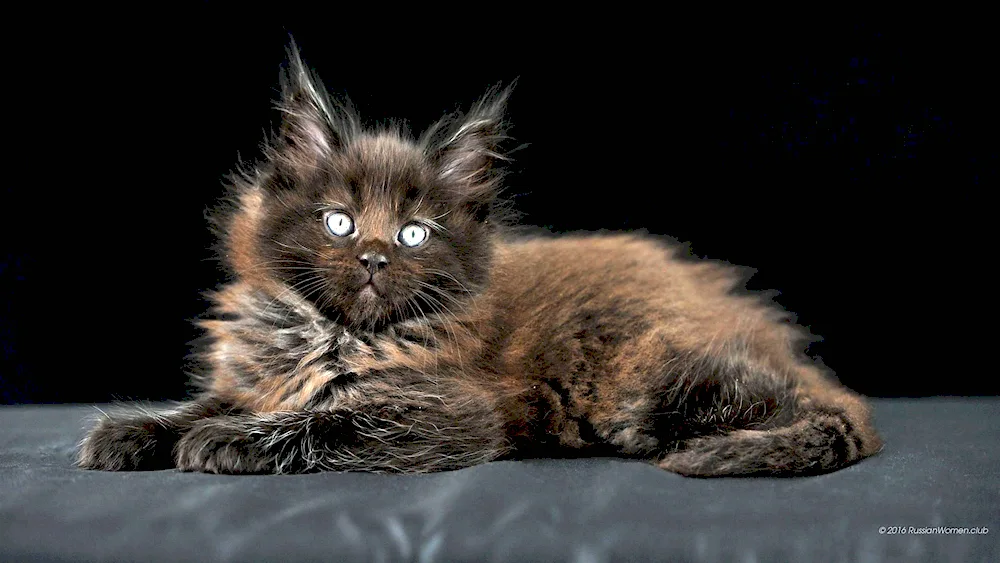 Maine Coon paws