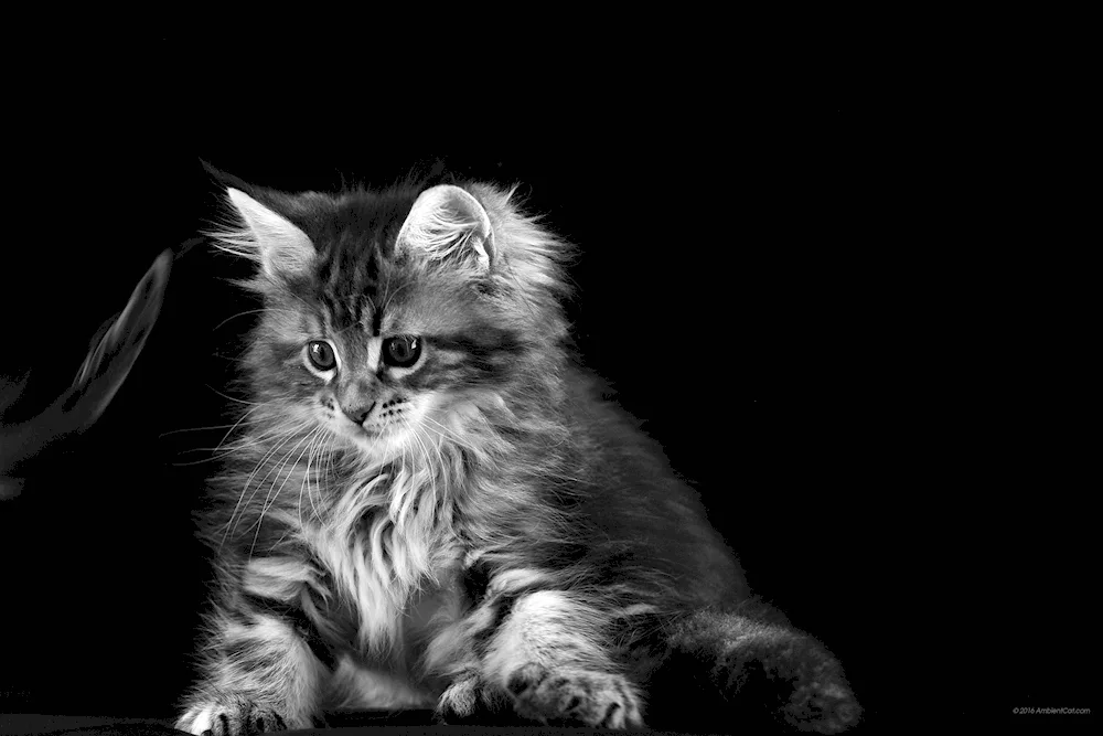 Maine Coon cat