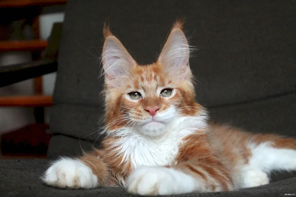 Maine Coon kittens look like Maine Coon kittens at 1 month old