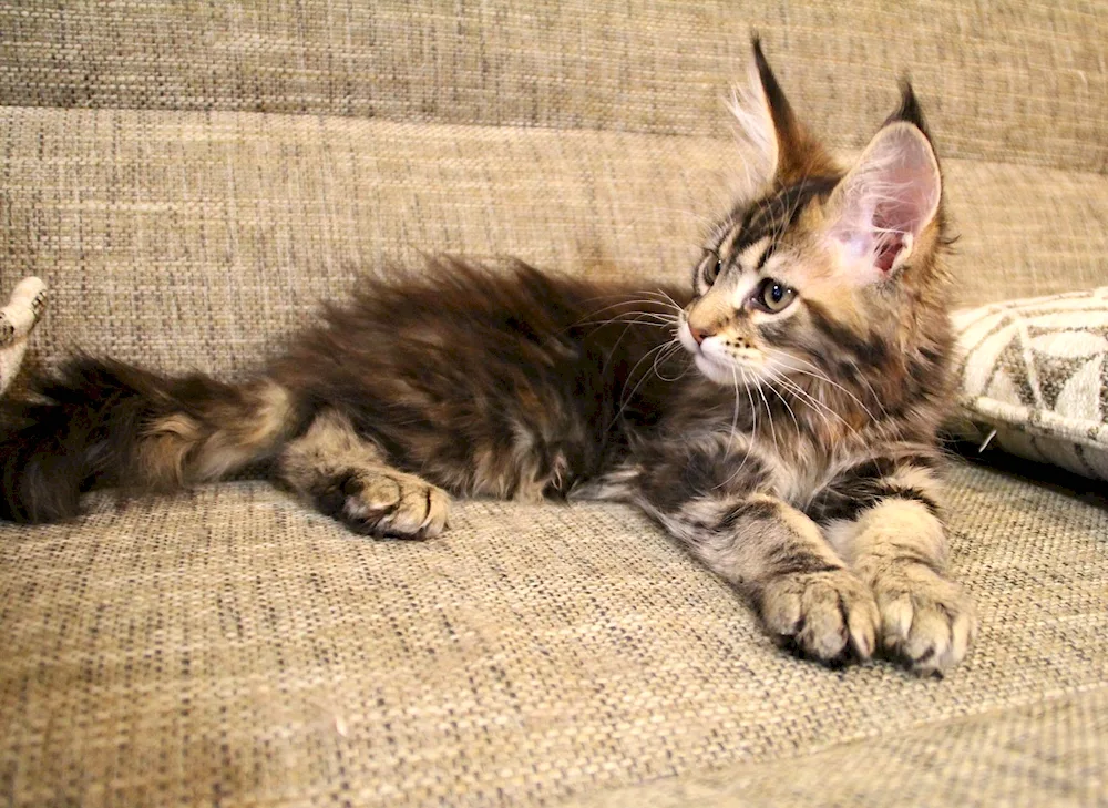 Maine coon kittens