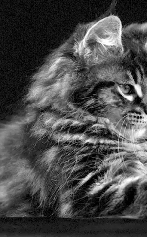 Maine Coon