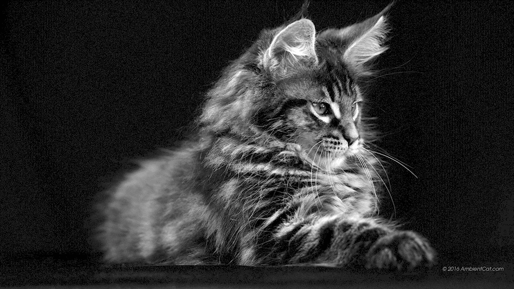 Maine Coon