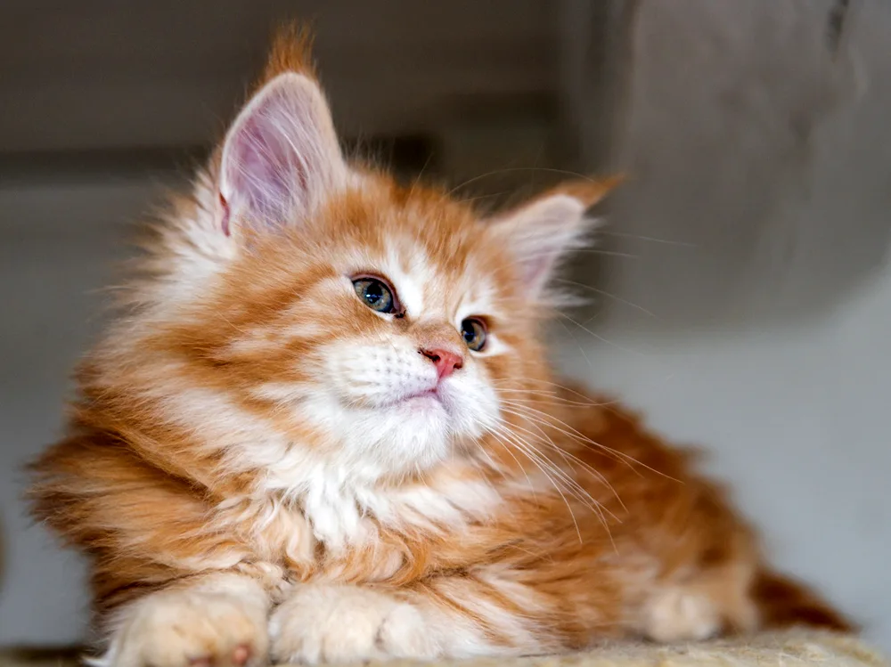 Maine Coon kitten.