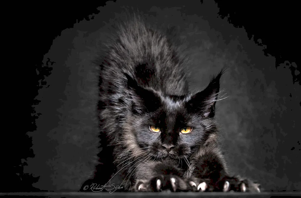 Maine Coon cat black