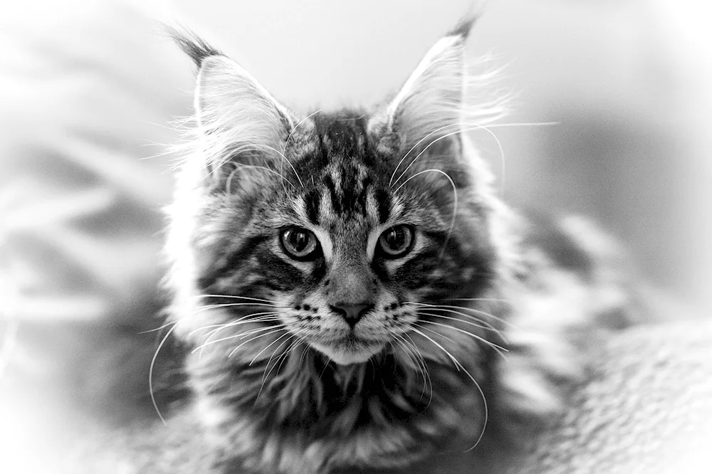 Maine Coon cat black