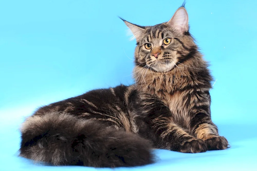 Maine Coon