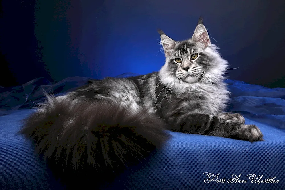 Maine Coon-. Maine Coon