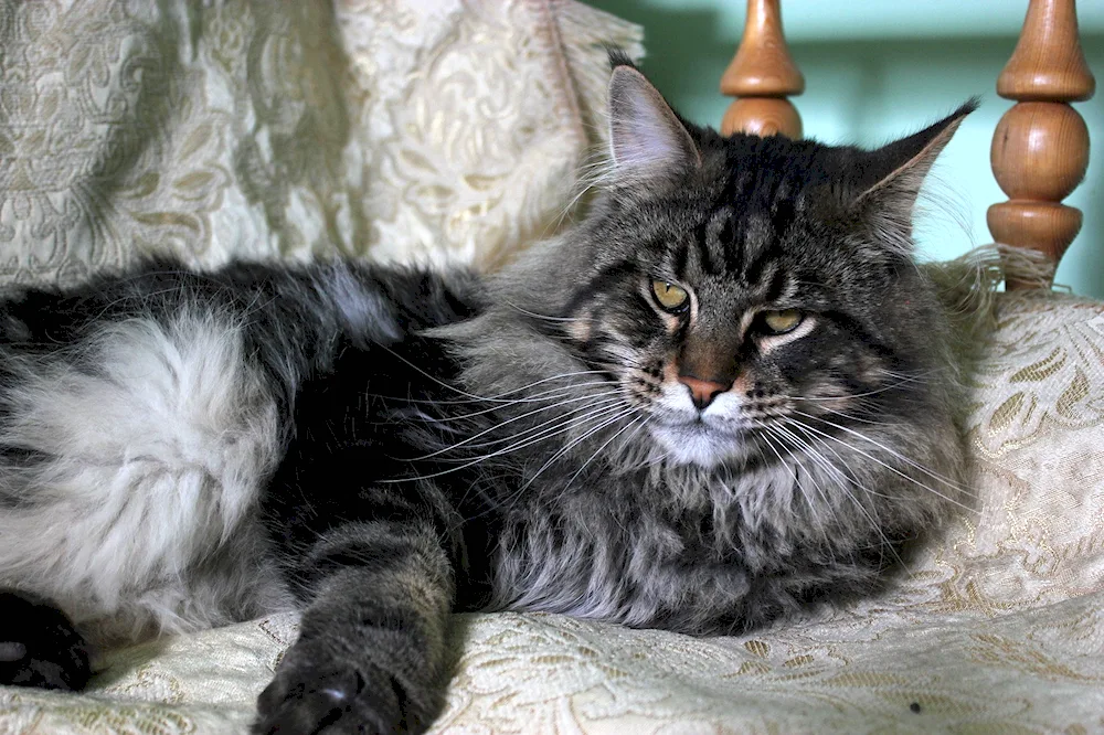 Maine- coon