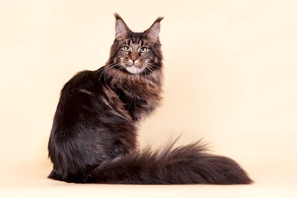 Main Coon Cat