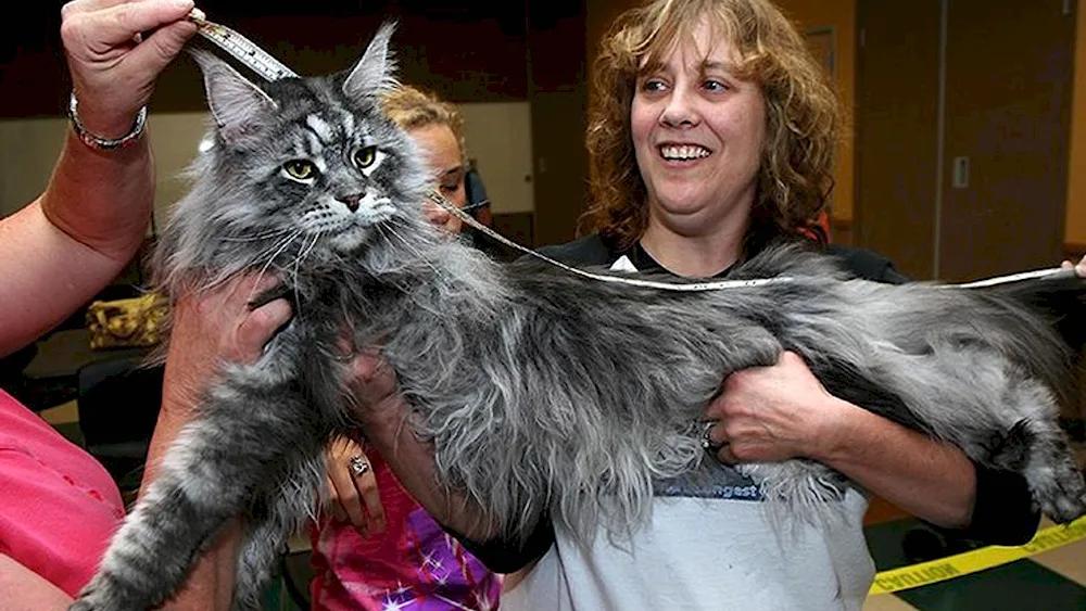 Maine Coon