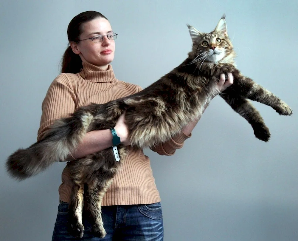 Maine Coon cat. Coon