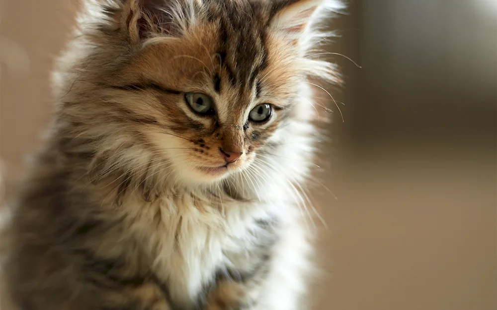 Maine- coon