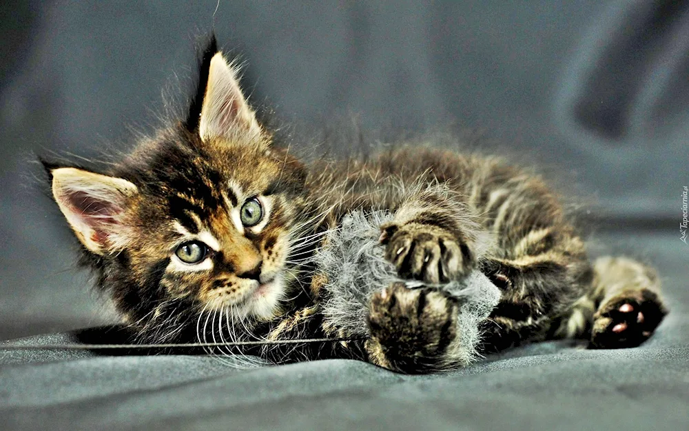 Maine Coon