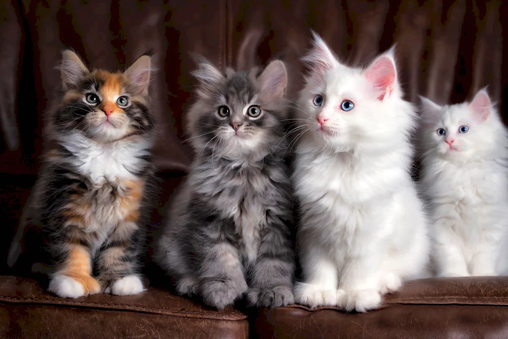 Beautiful kittens