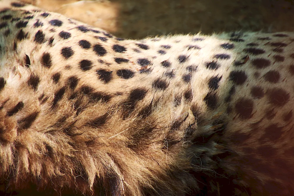 Leopard fur